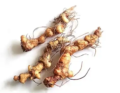 Polygonatum Officinale Rhizome Root Extract