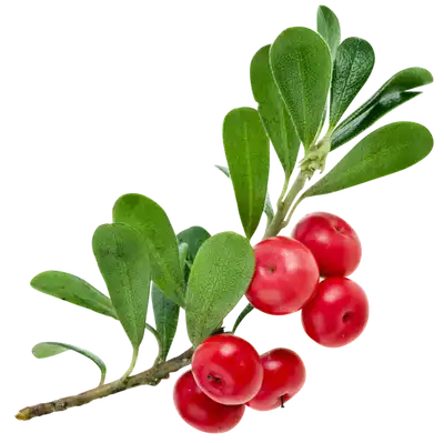 Alpha Arbutin Powder Alpha Arbutin Powder