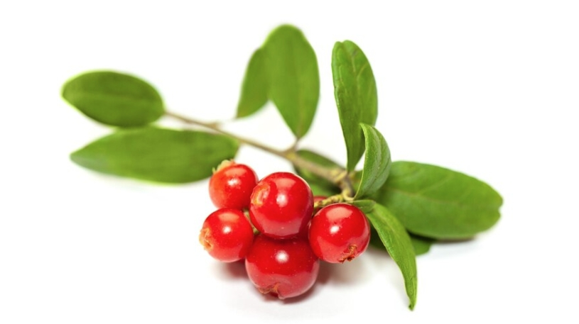 Alpha Arbutin Powder      Alpha Arbutin Powder