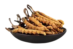 Cordyceps Sinensis Extract Powder Cordyceps Sinensis Extract Powder