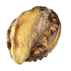 Abalone Peptide Abalone Peptide