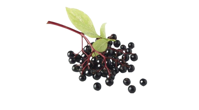 Elderberry Extract Powder Elderberry Extract Powder