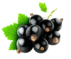 Elderberry Extract Powder Elderberry Extract Powder