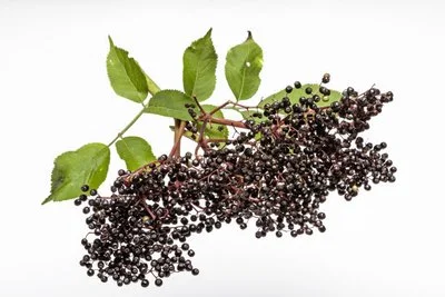 Elderberry Extract Powder Elderberry Extract Powder