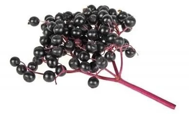 elderberry extract powder