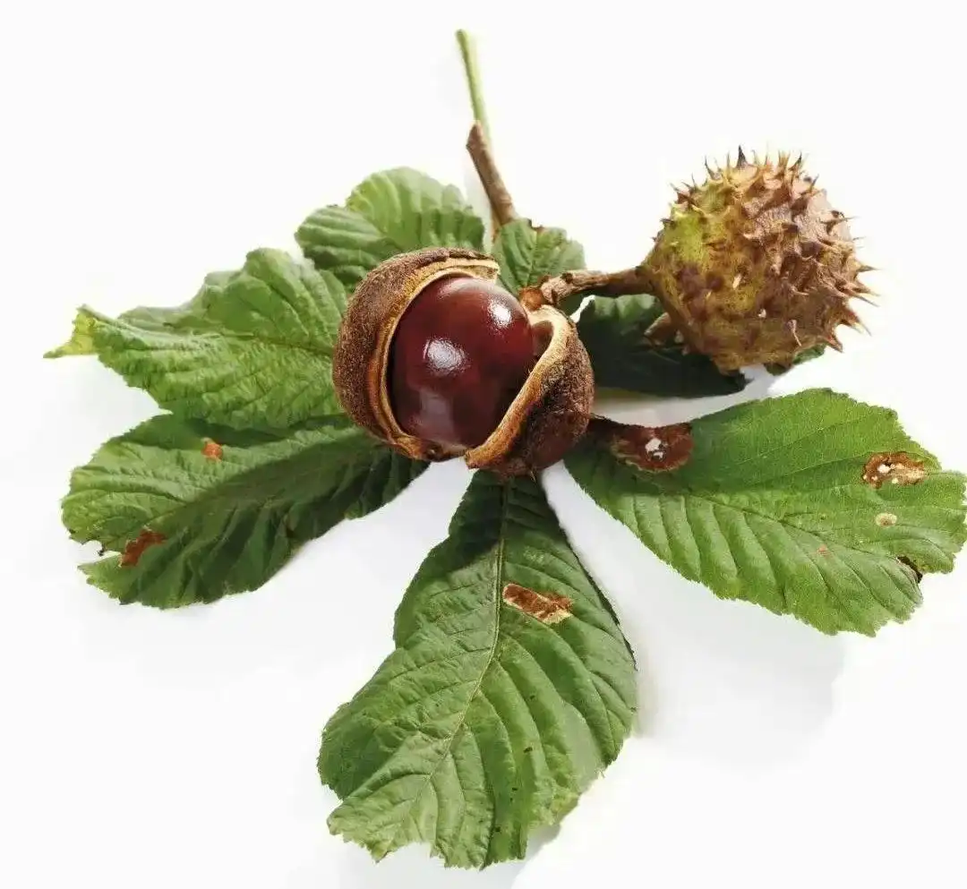 Horse Chestnut Extract Powder Horse Chestnut Extract Powder