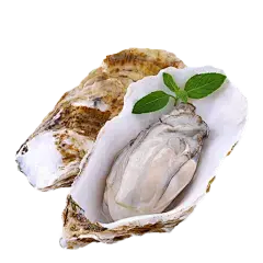 Abalone Peptide Abalone Peptide