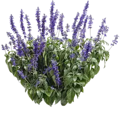 Carnosic Acid Powder Carnosic Acid Powder