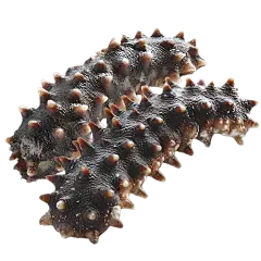 Sea Cucumber Peptide Sea Cucumber Peptide