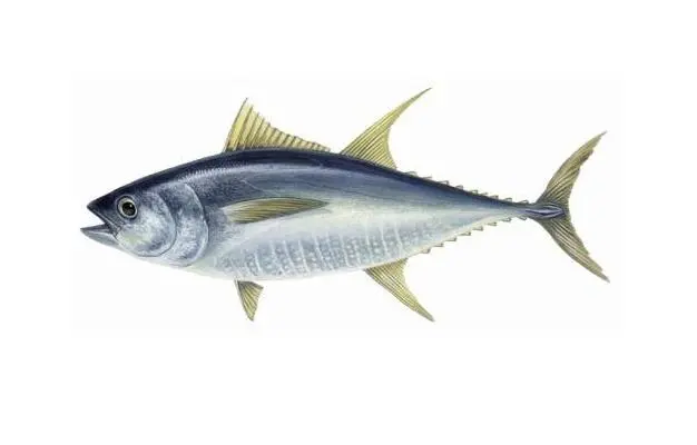 Tuna Peptides