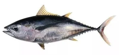 tuna peptides