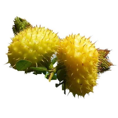 prickly pear fruit powder prickly pear fruit powder