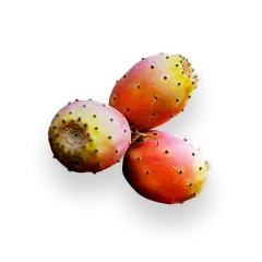 Prickly Pear Fruit Powder