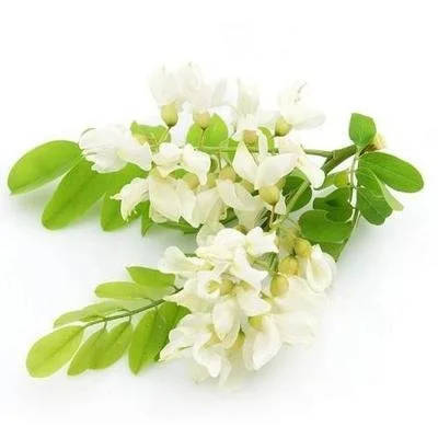 quercetin powder quercetin powder