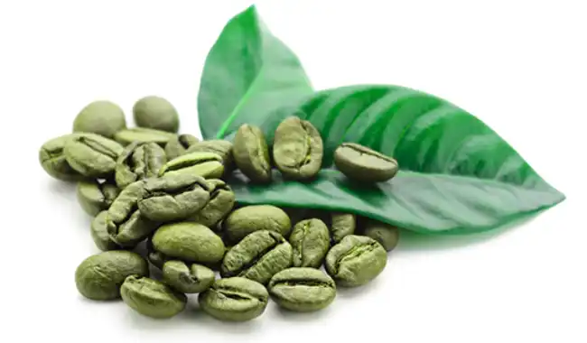 Green Coffee Bean Extract Powder Green Coffee Bean Extract Powder
