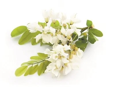 quercetin powder
