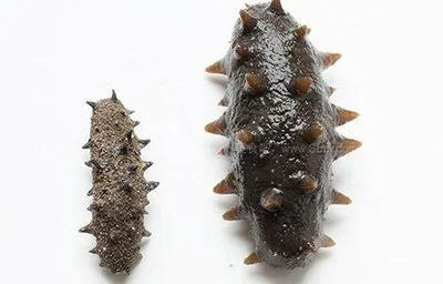 Sea Cucumber Peptide Sea Cucumber Peptide