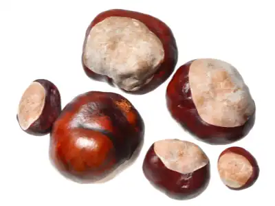 Horse Chestnut Extract Powder Horse Chestnut Extract Powder