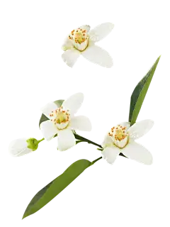 Bitter Orange Flower Extract Bitter Orange Flower Extract