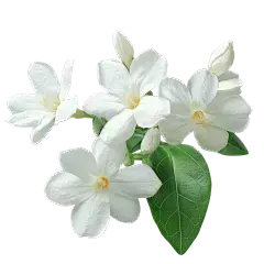Bitter Orange Flower Extract Powder