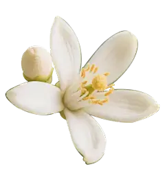 Bitter Orange Flower Extract Bitter Orange Flower Extract