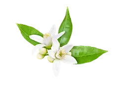 Bitter Orange Flower Extract Bitter Orange Flower Extract