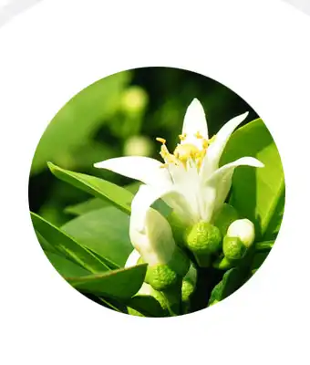 Bitter Orange Flower Bitter Orange Flower