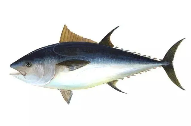 tuna peptides tuna peptides