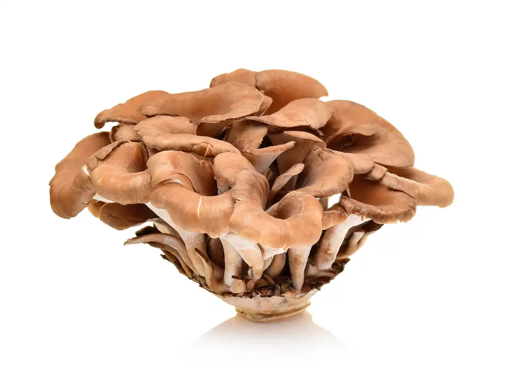 Maitake Mushroom Extract Powder 1 Maitake Mushroom Extract Powder 1