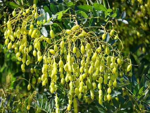 Genistein Powder 2 Genistein Powder 2