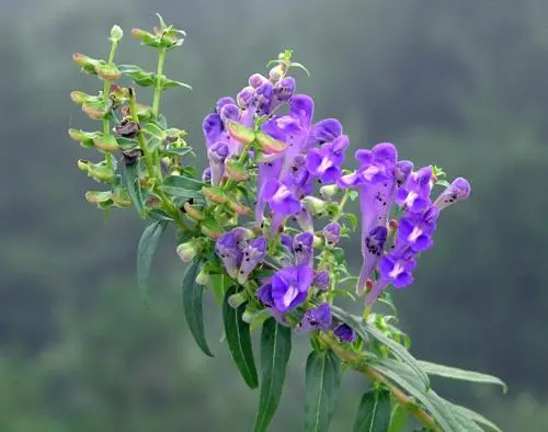 Scutellaria Powder 2 Scutellaria Powder 2