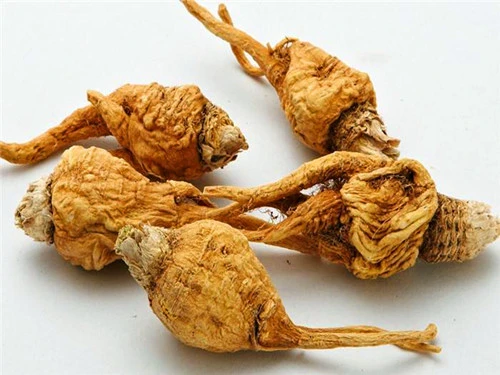 maca 1