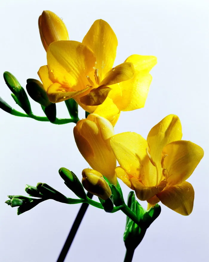 cytisine