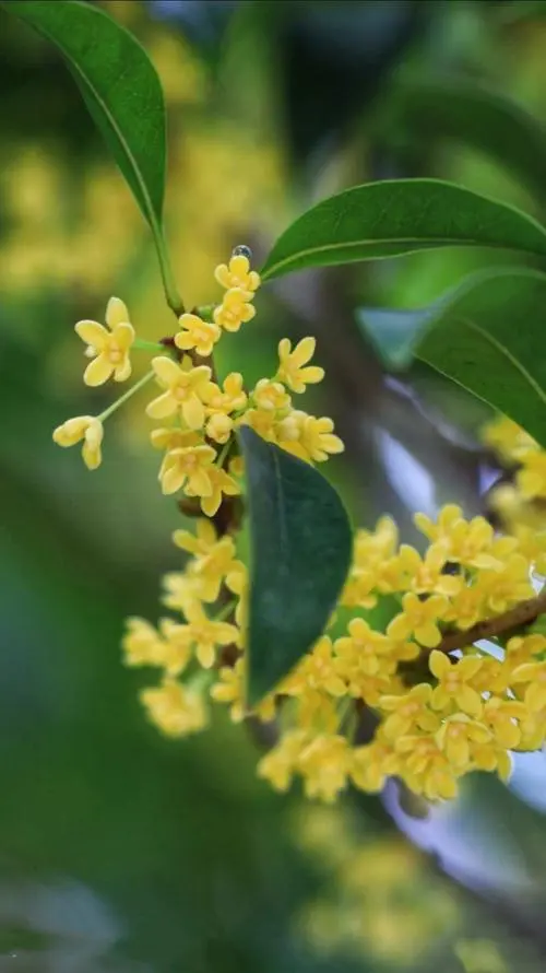 laurel tree
