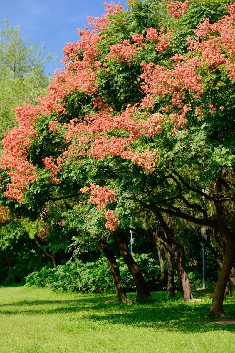 golden rain tree golden rain tree