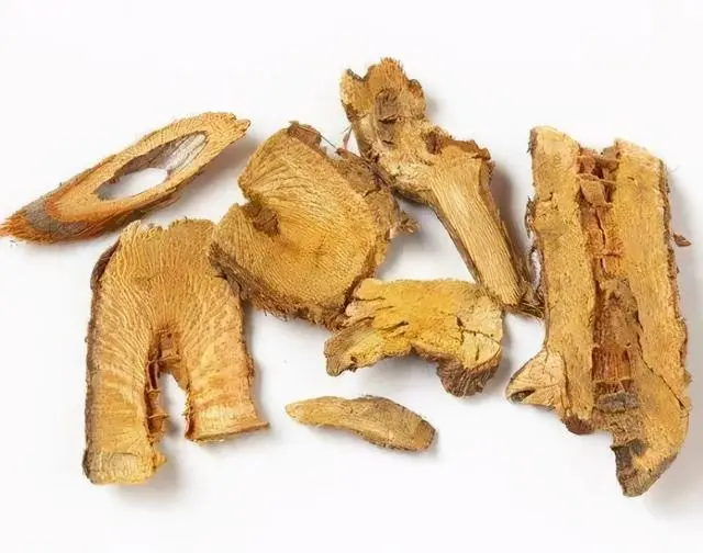 Polygonum cuspidatum Polygonum cuspidatum