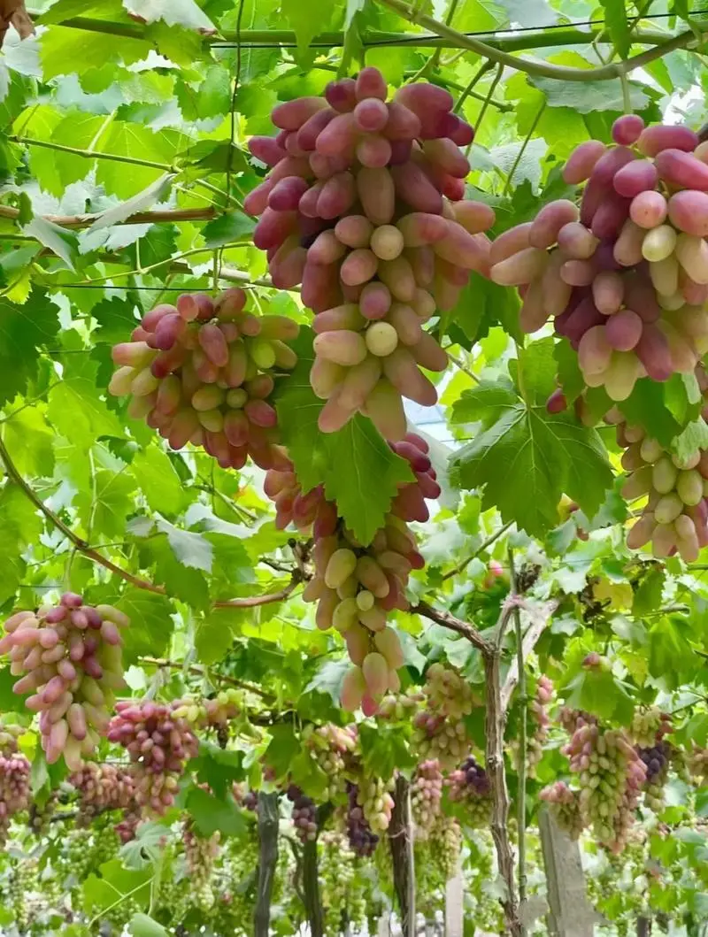grape