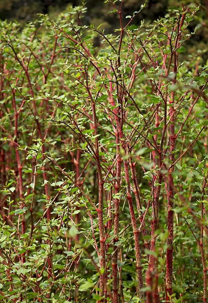 Polygonum cuspidatum Polygonum cuspidatum