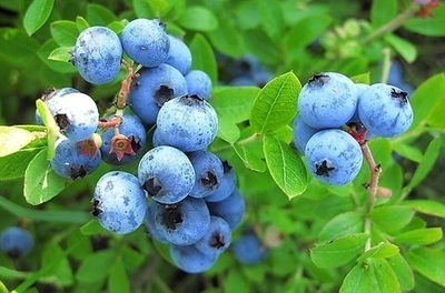 blueberry 