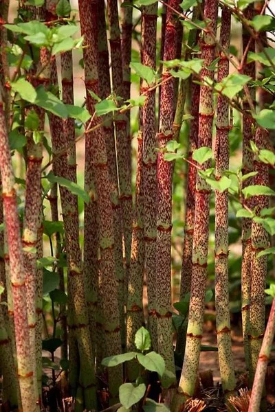 Polygonum cuspidatum 1