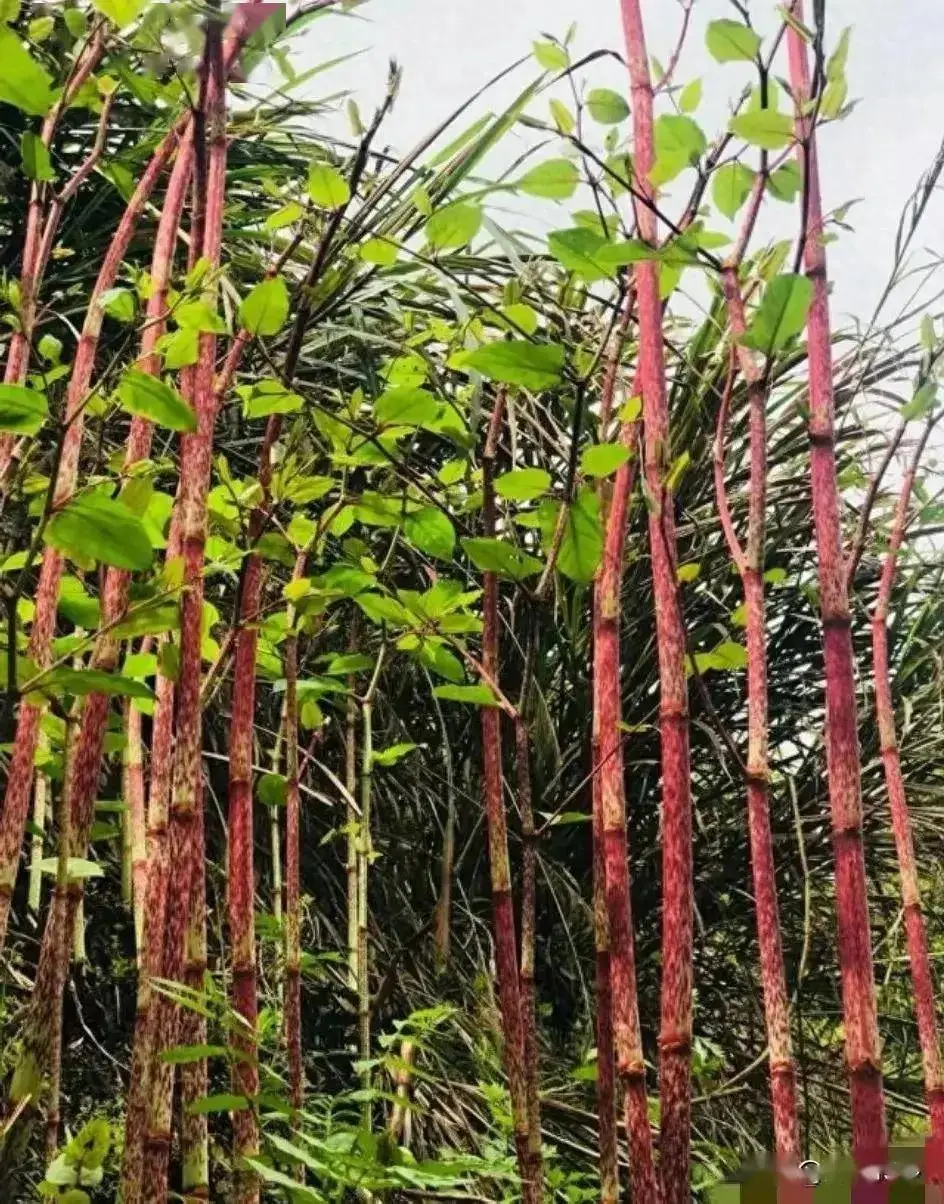 Polygonum cuspidatum three Polygonum cuspidatum three