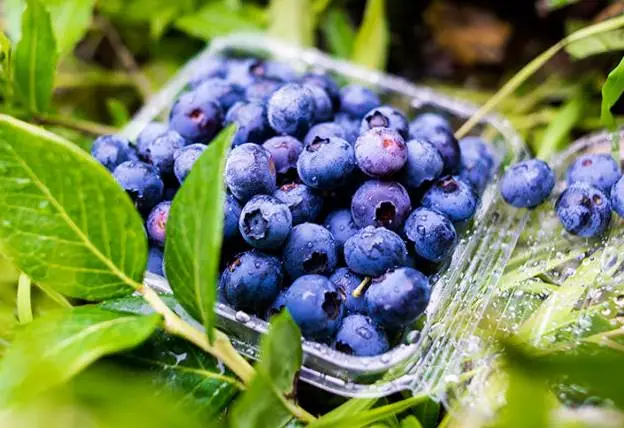 blueberry