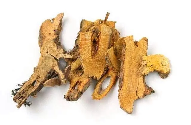 Polygonum cuspidatum