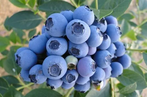 blueberry blueberry