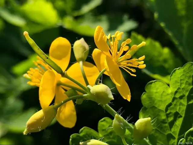 Cytisine