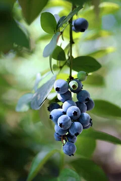 blueberry blueberry