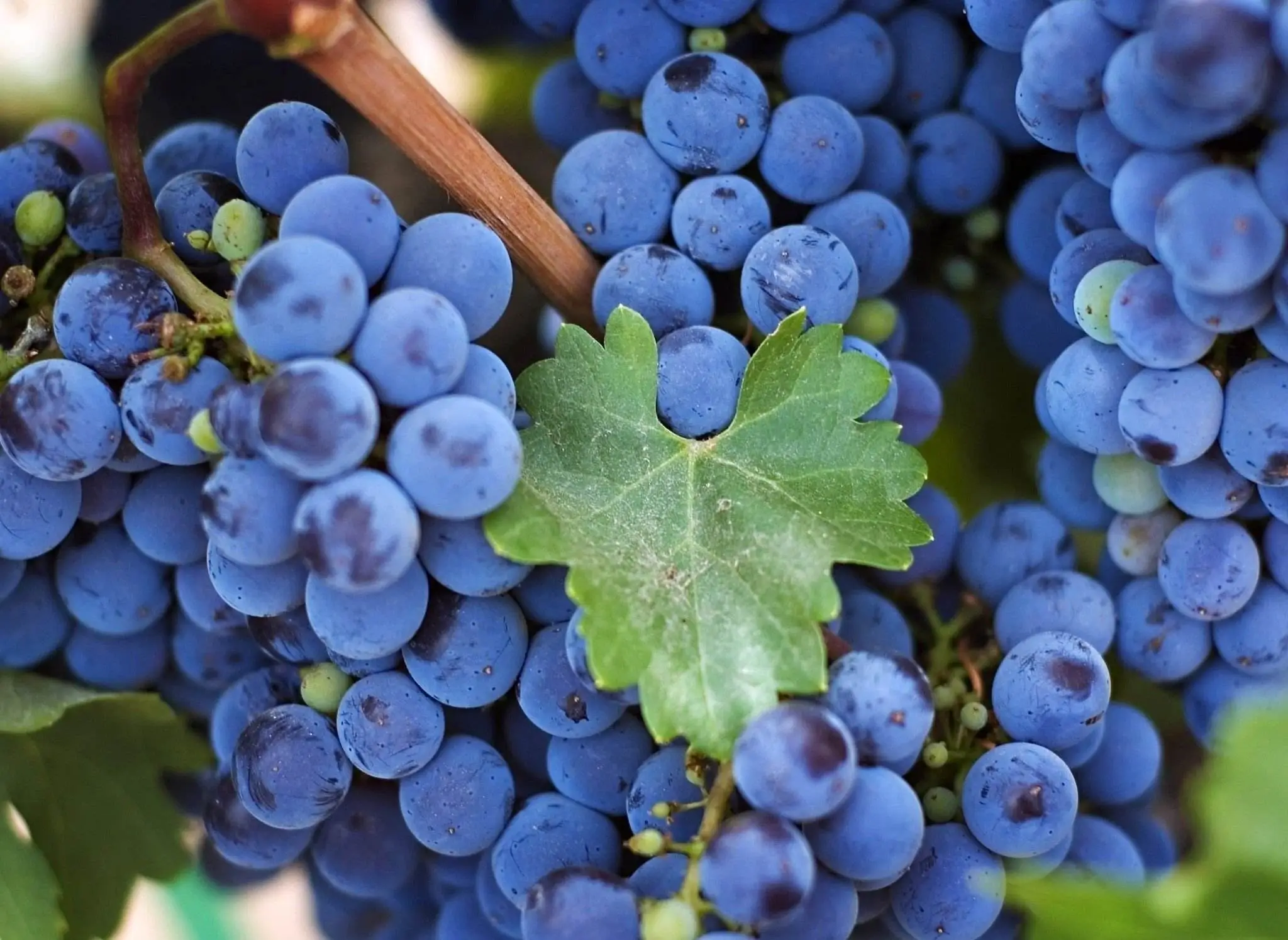 grape