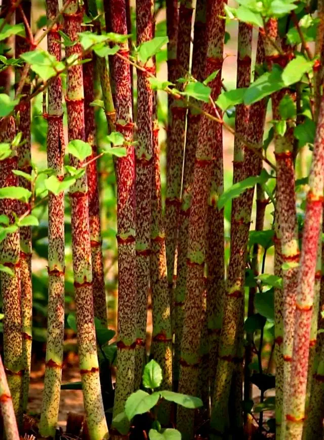 Polygonum cuspidatum Polygonum cuspidatum