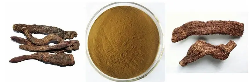 Cistanche deserticola extract Cistanche deserticola extract