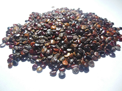 Hovenia dulcis Thunb Hovenia dulcis Thunb